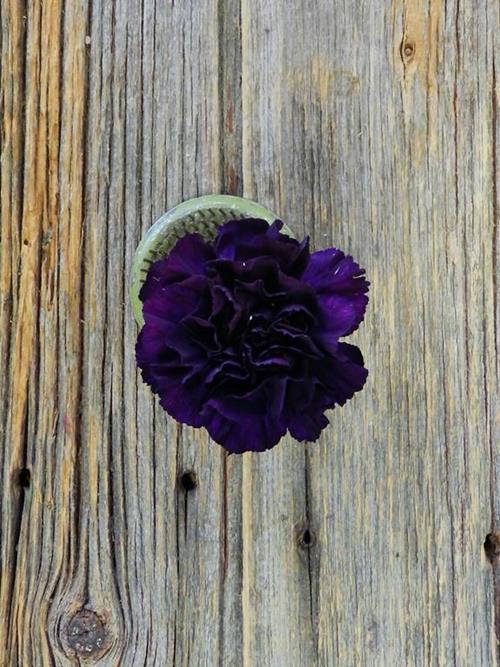 MOONVISTA PURPLE CARNATIONS